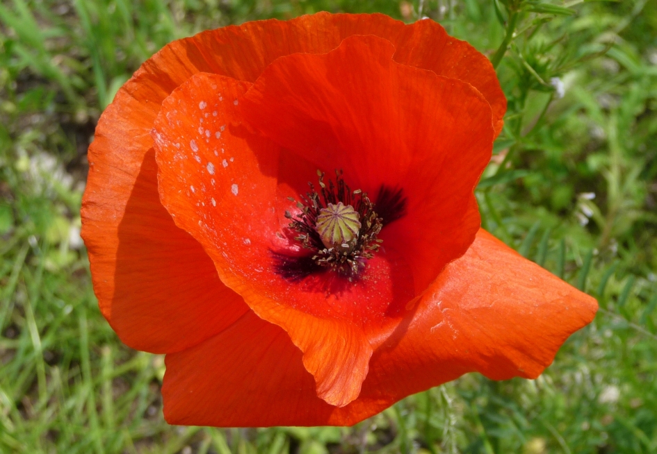 Klaproos - Planten - 