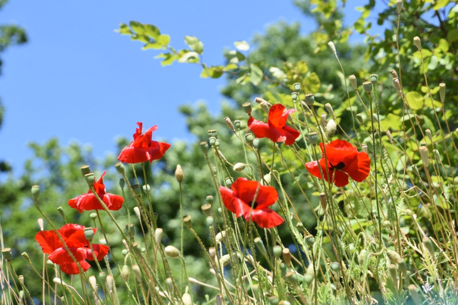 Klaprozen - Planten - 