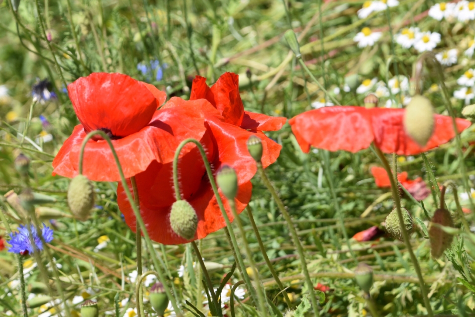 Klaprozen - Planten - 