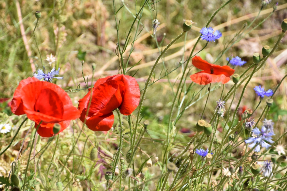 Klaprozen - Planten - 