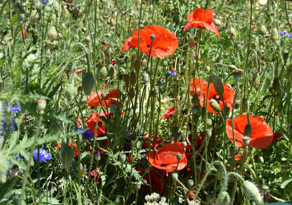 Klaprozen - Planten - 