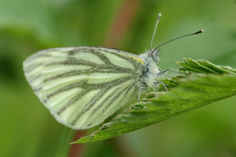 klein geaderd witje - Geleedpotigen - 