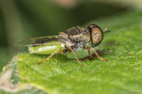 Kleine moeraswapenvlieg
