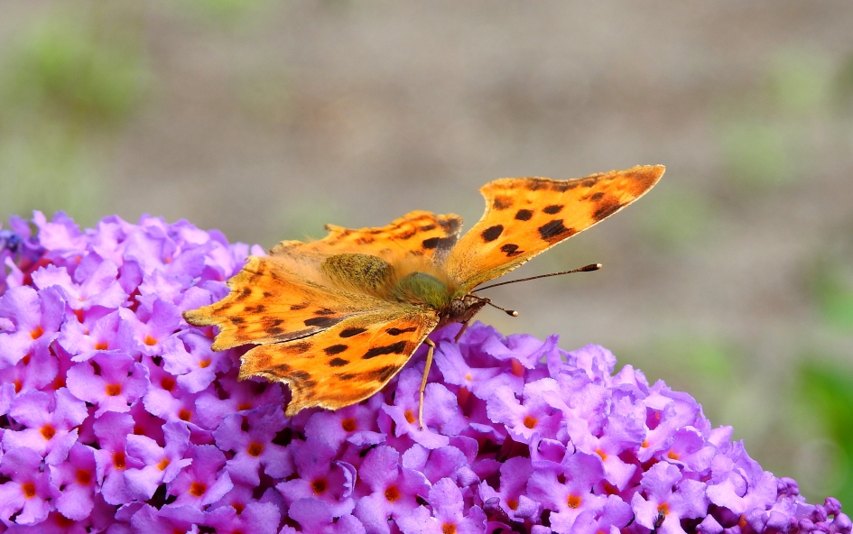 Kleuren-knaller - Geleedpotigen - Gehakkelde aurelia