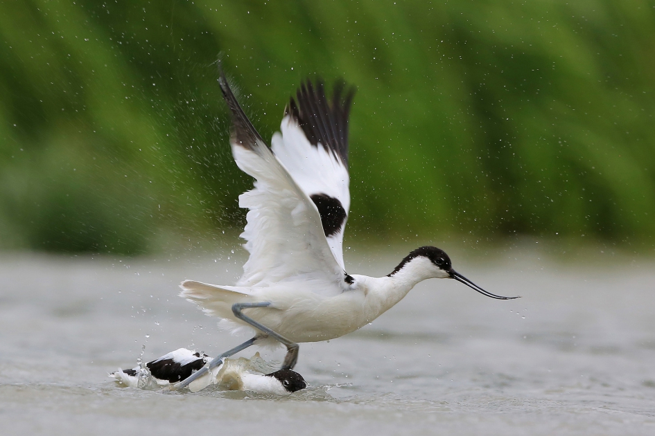Kluut - Vogels - Kluut