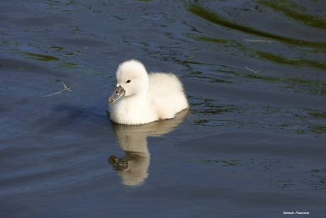 Knobbelzwaantje