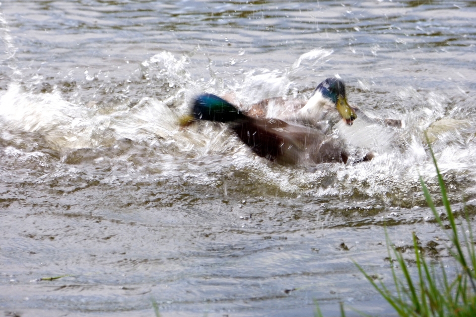 Knokpartij - Vogels - wilde eend