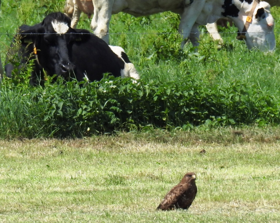 Koeien kijken toe wat een pas neergestreken buizerd aan het doen is. - Vogels - Buizerd
