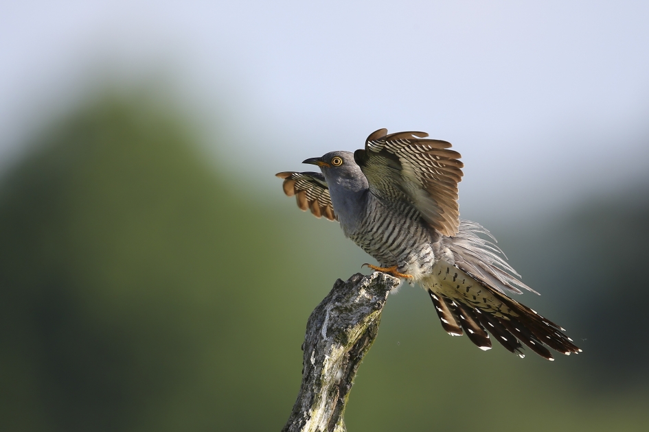 Koekoek - Vogels - Koekoek