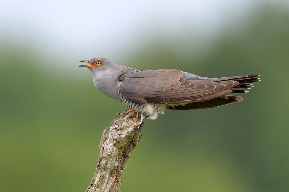 Koekoek - Vogels - Koekoek