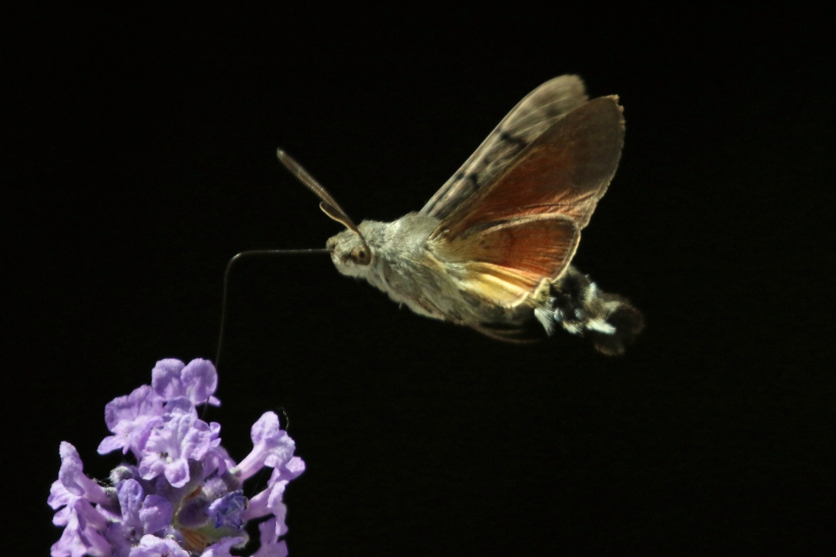 Kolibrievlinder (2) - Geleedpotigen - 