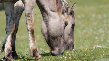 konikpaarden