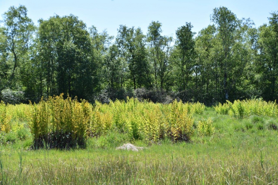 Koningsvaren - Planten - 
