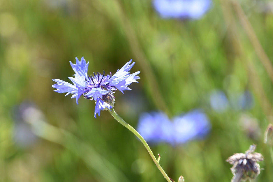 Korenbloem - Planten - 