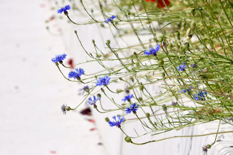 Korenbloemen - Planten - 