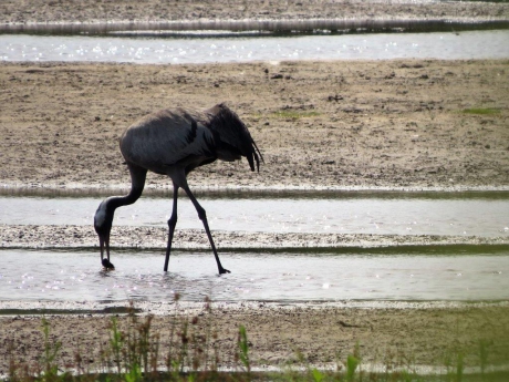 Kraanvogel in Korenburgerveen Winterswijk