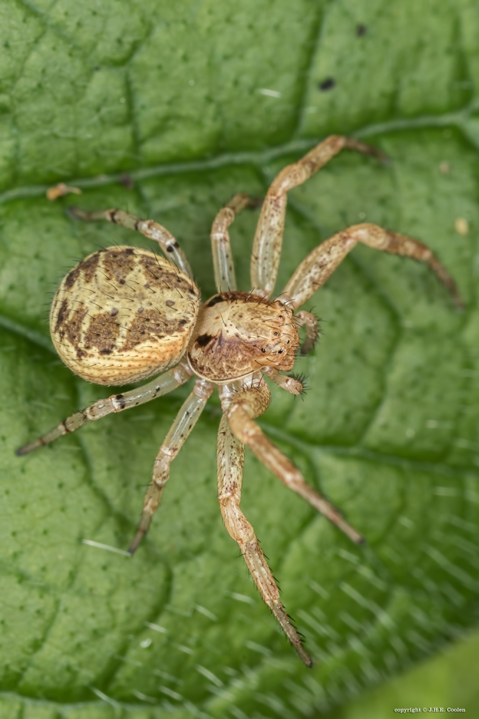 Krabspin - Geleedpotigen - Krabspin