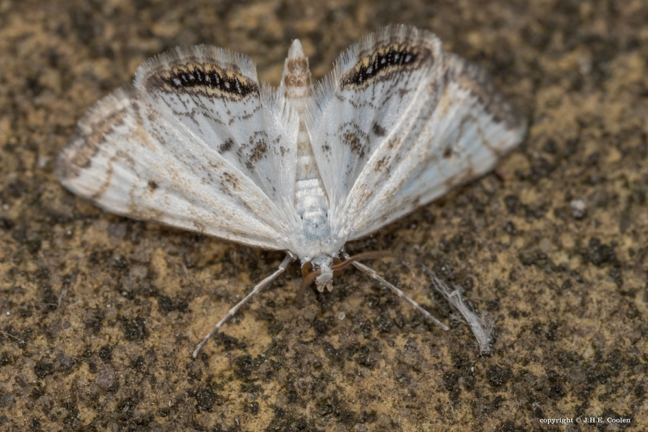 Kroosvlinder - Geleedpotigen - Kroosvlinder