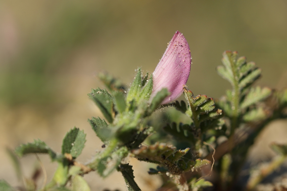 kruipend stalkruid - Planten - 