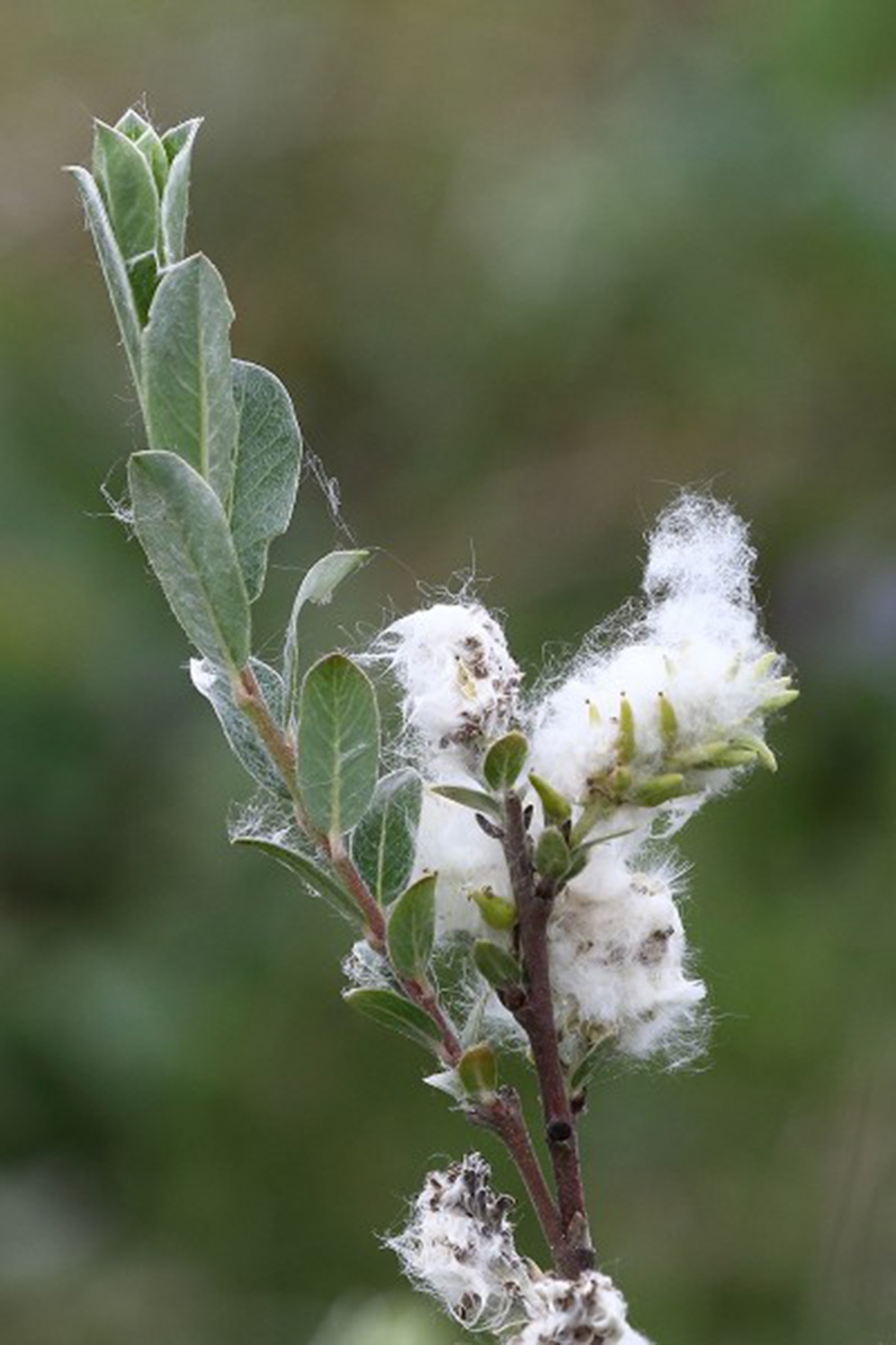 kruipwilg - Planten - 