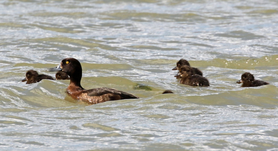 Kuifeend met jongen - Vogels - 