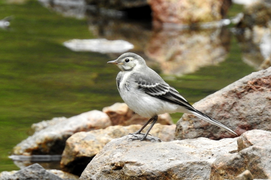 Kwikkie - Vogels - Witte kwikstaart
