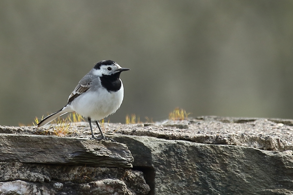 kwikstaart - Vogels - 