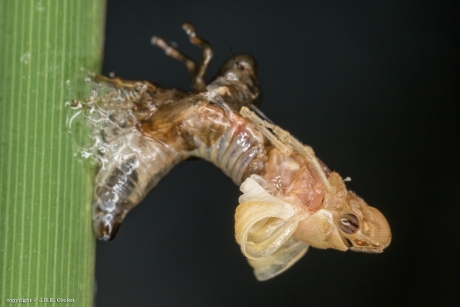 Laatste vervelling....