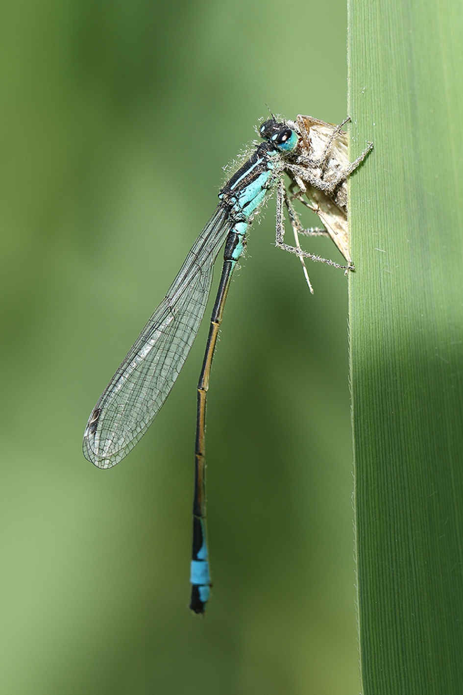 lantaarntje-v- met grasmot - Geleedpotigen - 