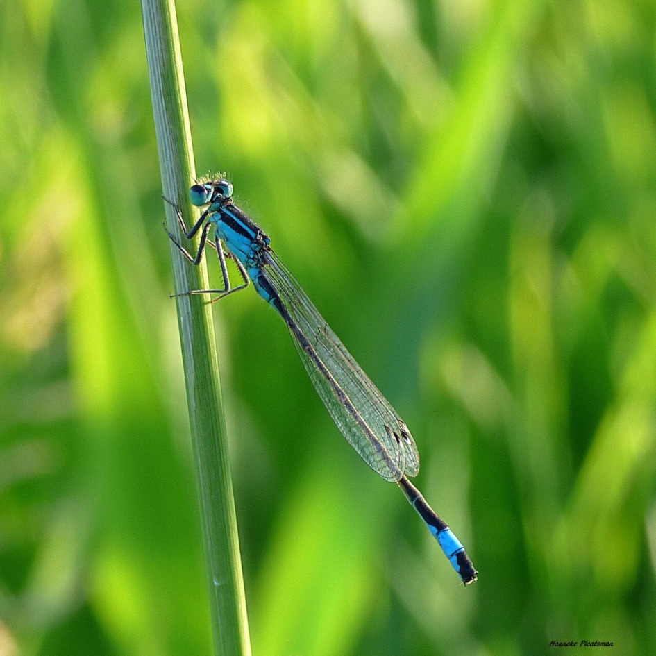 Lantaarntje - Geleedpotigen - Lantaarntje