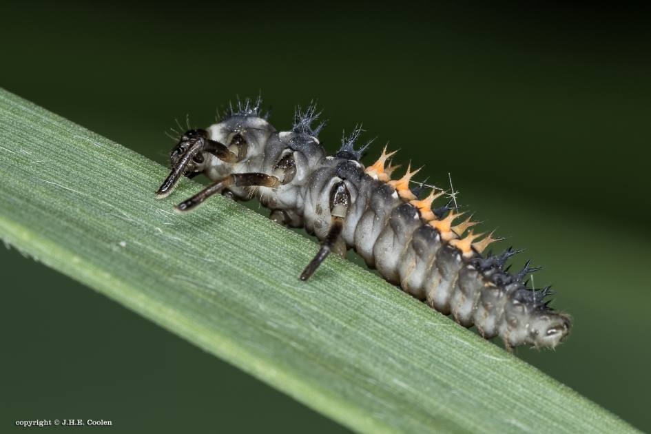 Larve 1 - Geleedpotigen - LHB