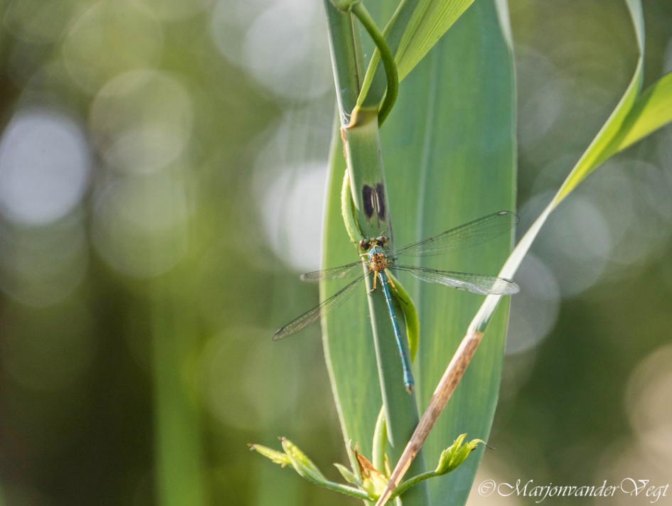 Juffer met dank aan Jan - Zoogdieren - waterjuffer