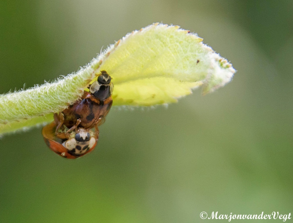 Lieve lieveheersbeestjes - Geleedpotigen - lieveheersbeestje