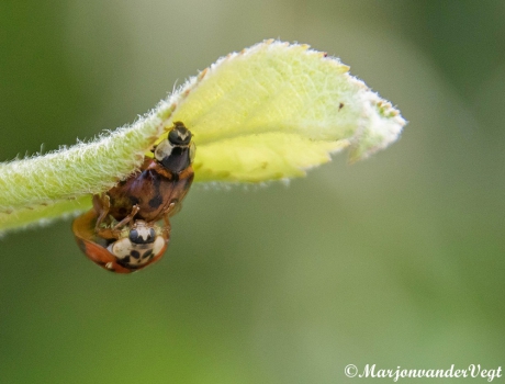 Lieve lieveheersbeestjes