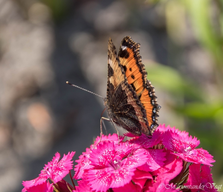 Little Fox - Geleedpotigen - Kleine vos
