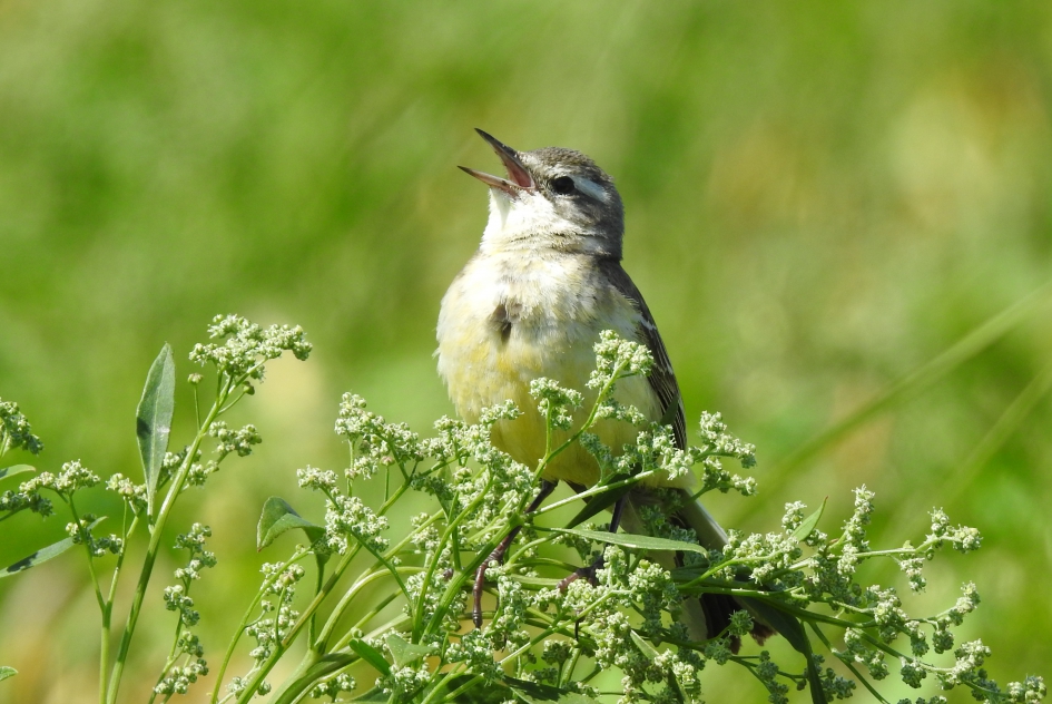 Luid en duidelijk - Vogels - Gele kwikstaart