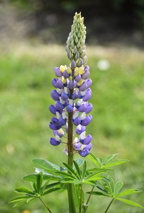 Lupine