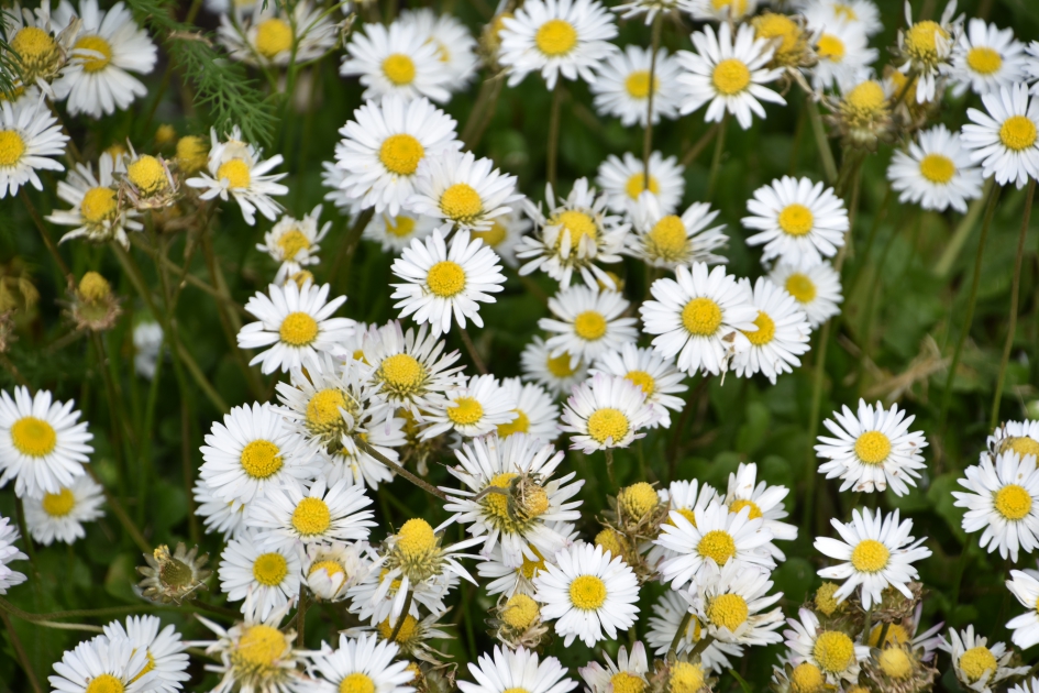 Madeliefjes - Planten - 