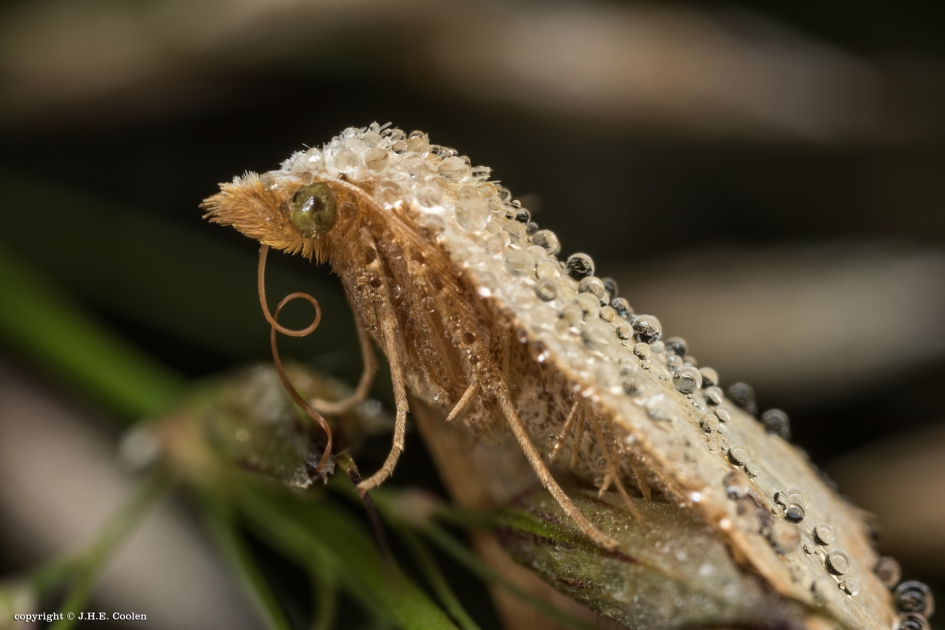 Met een rietje - Geleedpotigen - Nachtvlinder