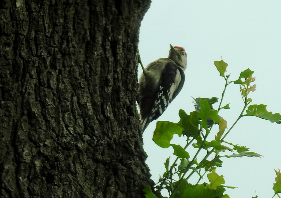 Juveniele  grote bonte specht kijkt me aan. - Vogels - Grote bonte specht.