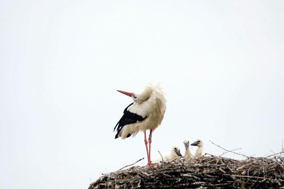 Moeder is trots - Vogels - Oievaar
