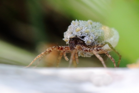 moeder wolfspin met kleintjes