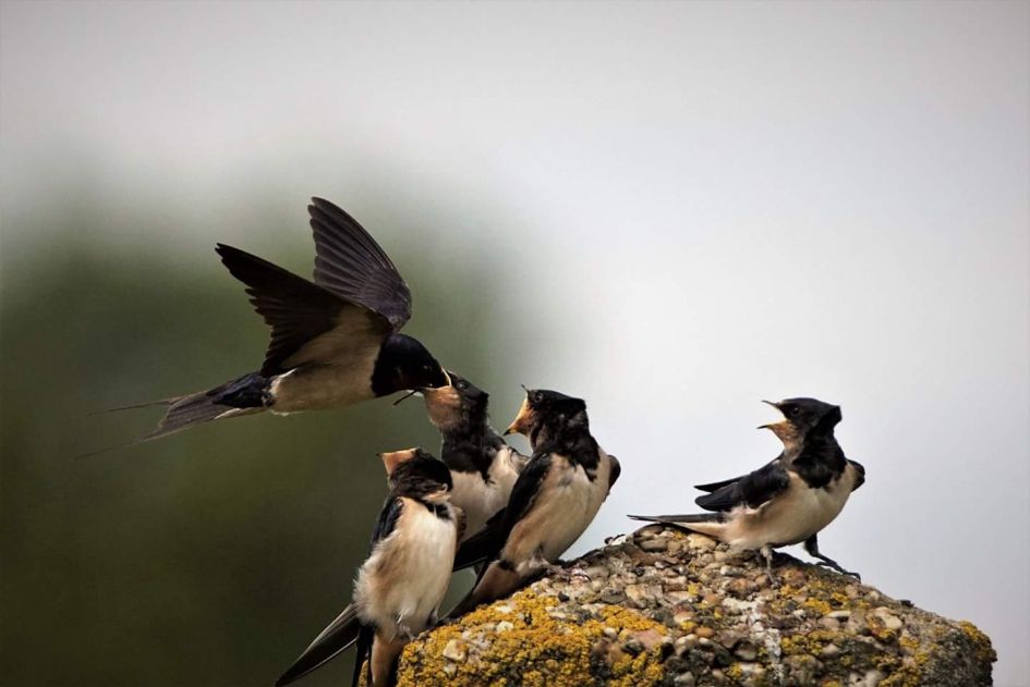 Moeders heeft het druk - Vogels - Zwaluw