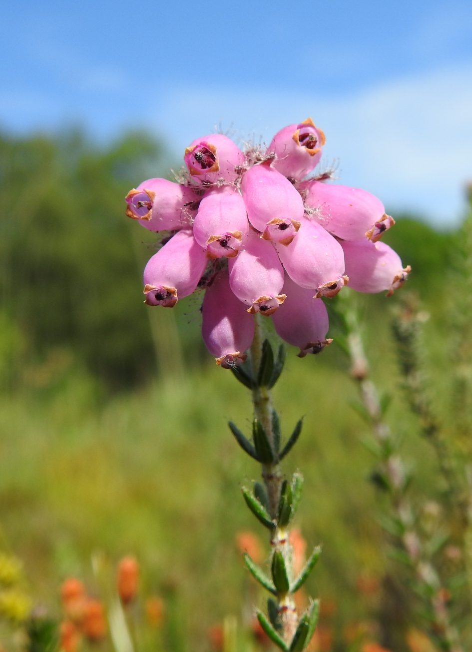Mooi....... - Planten - Dopheide
