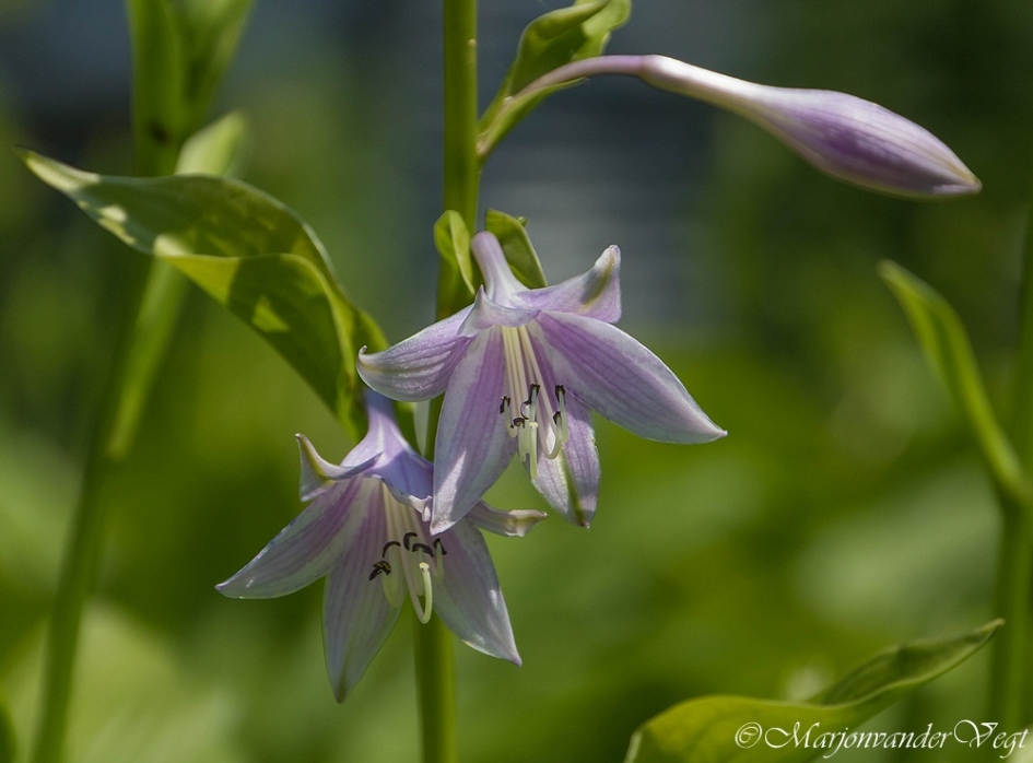 Mooi paars - Planten - onbekend