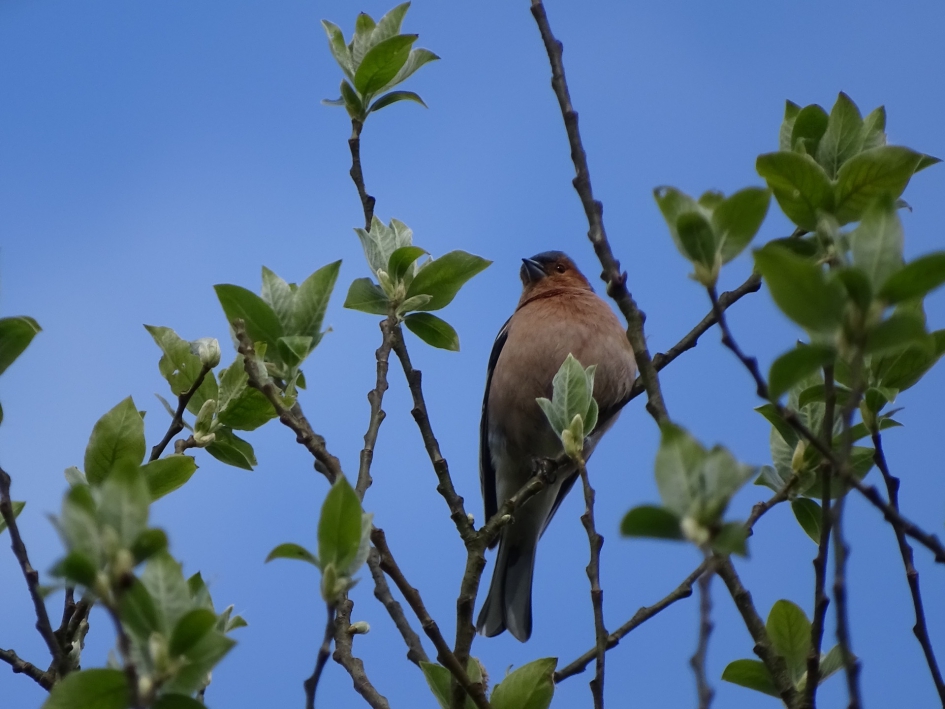 Mooi plaatje - Vogels - 