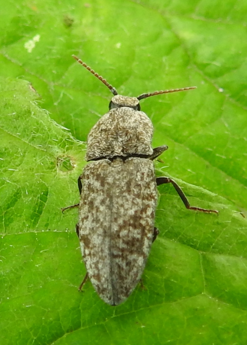 Muis......grijs.... - Geleedpotigen - Muisgrijze Kniptor