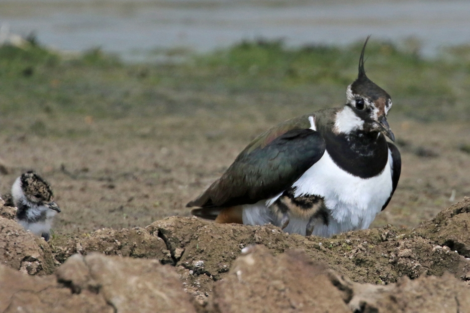 Hé, wat ga jij doen? - Vogels - 