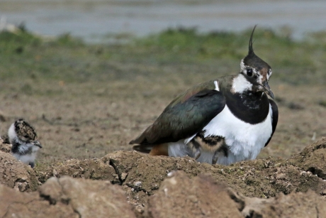 Hé, wat ga jij doen?