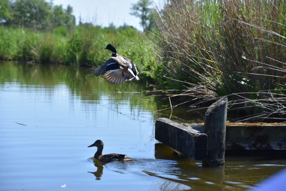 Wilde eenden - Vogels - 